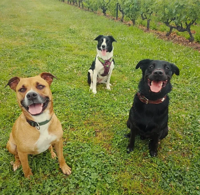 Groupe de chiens en promenade
