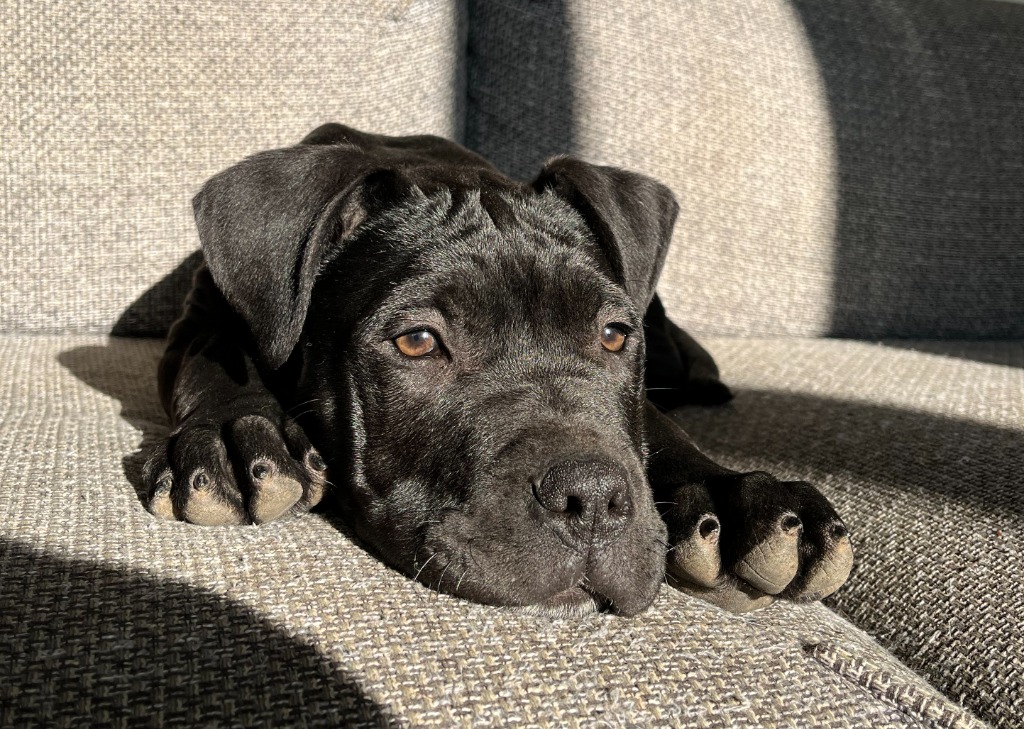 École du chiot Rochecorbon